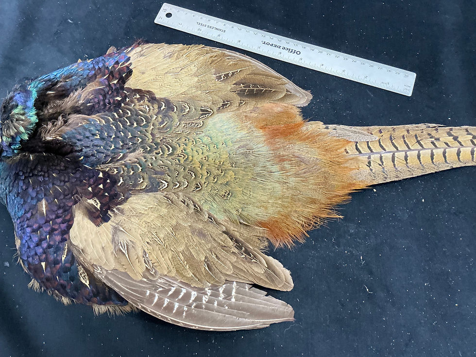 Thumbnail: Black Ring Neck Pheasant bird skin from Ronn Lucas Collection