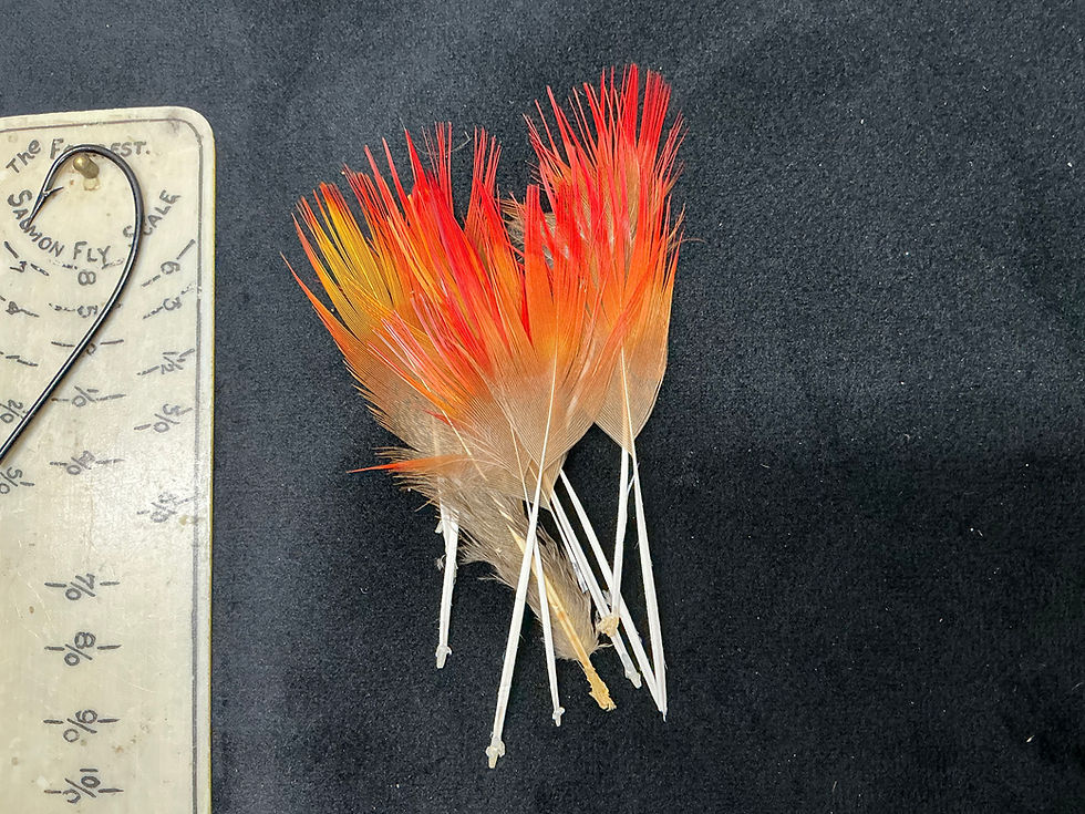Thumbnail: Golden Pheasant red tail spears