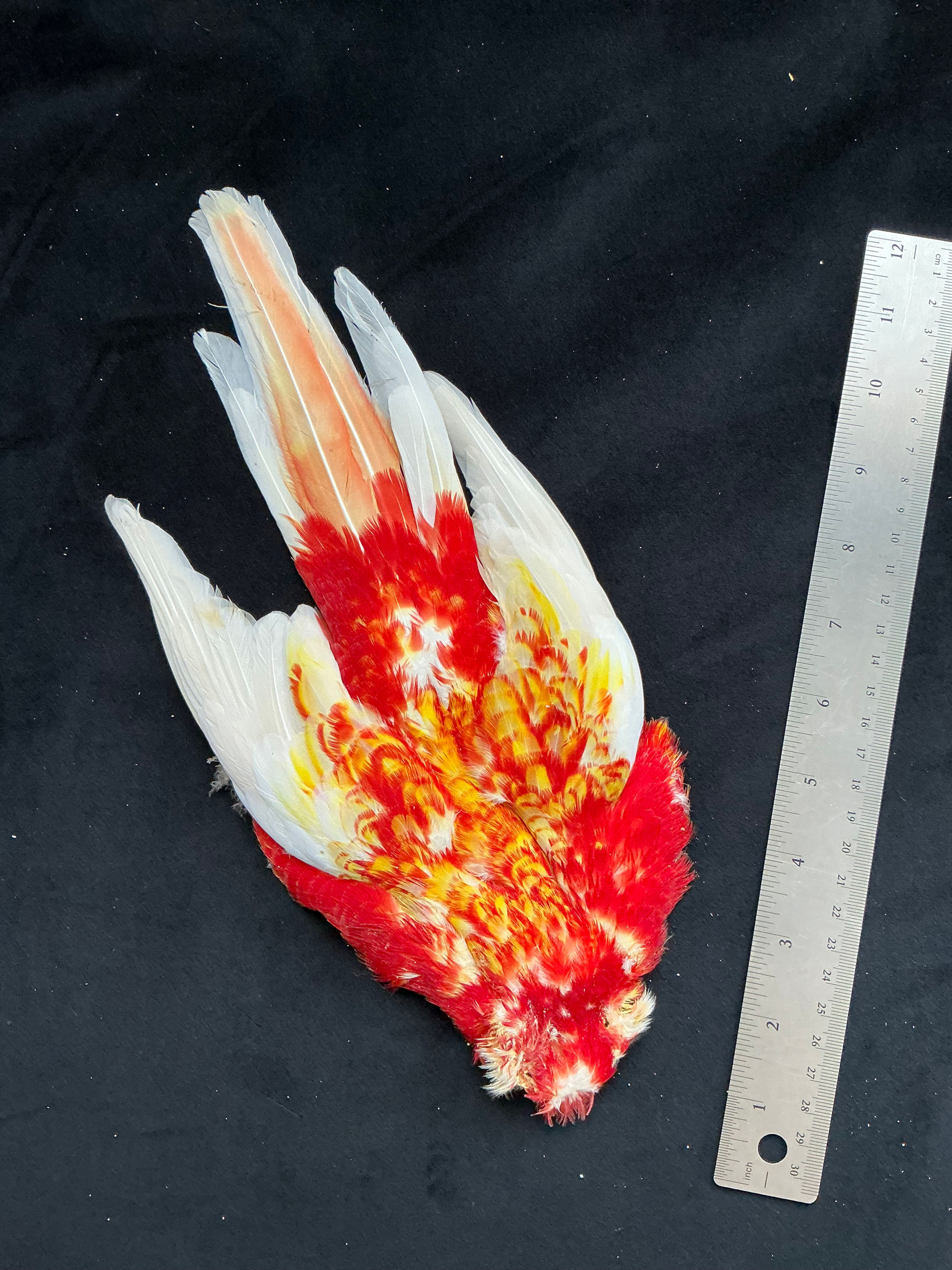 Rosella Hybrid/Cross bird skin from Ronn Lucas Collection