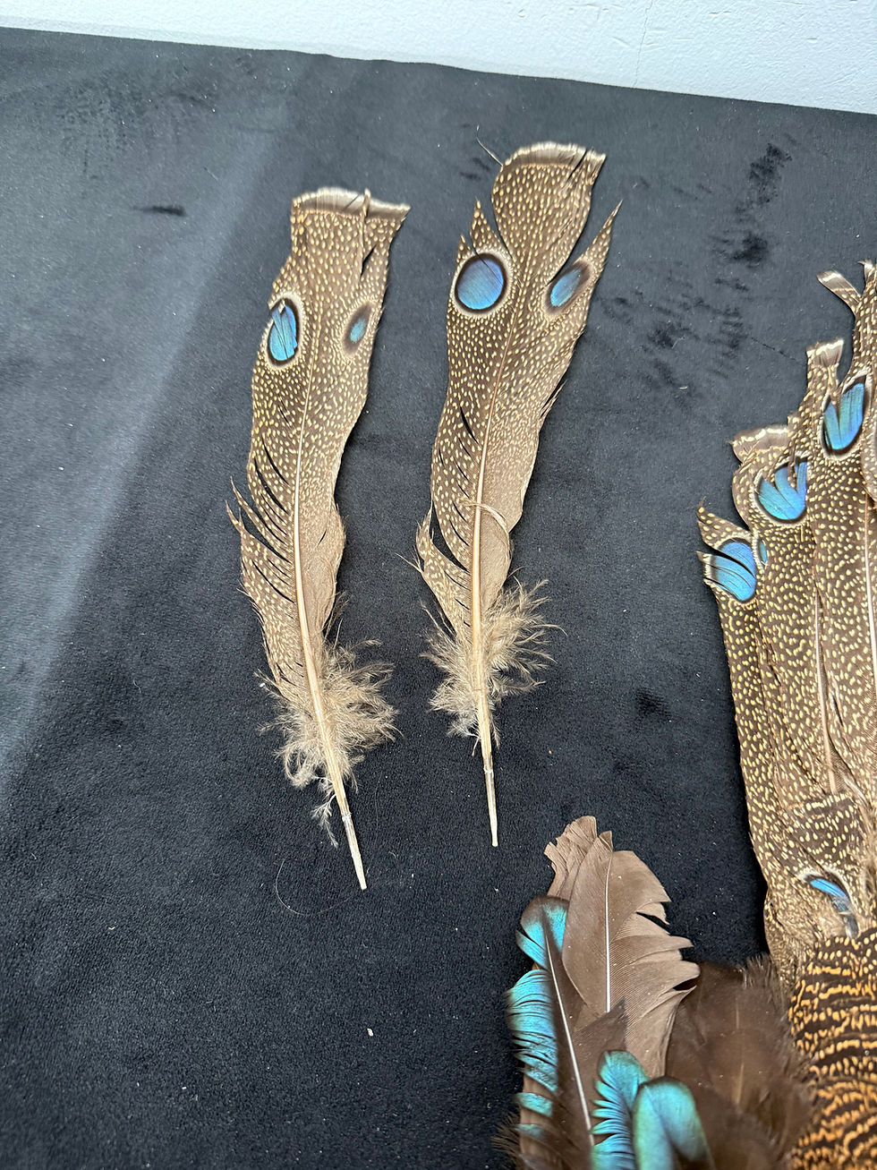 Thumbnail: Palawan Peacock Pheasant Bird skin