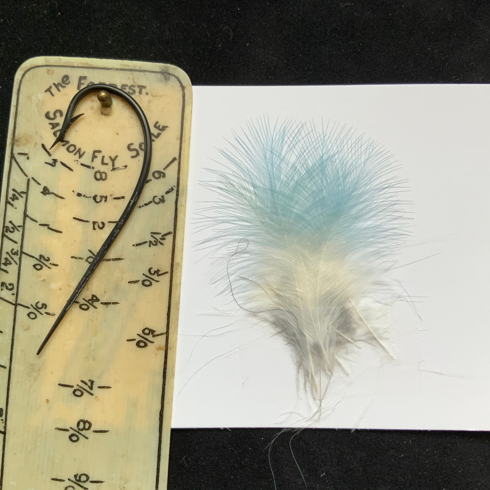 Saphire Toucan feathers