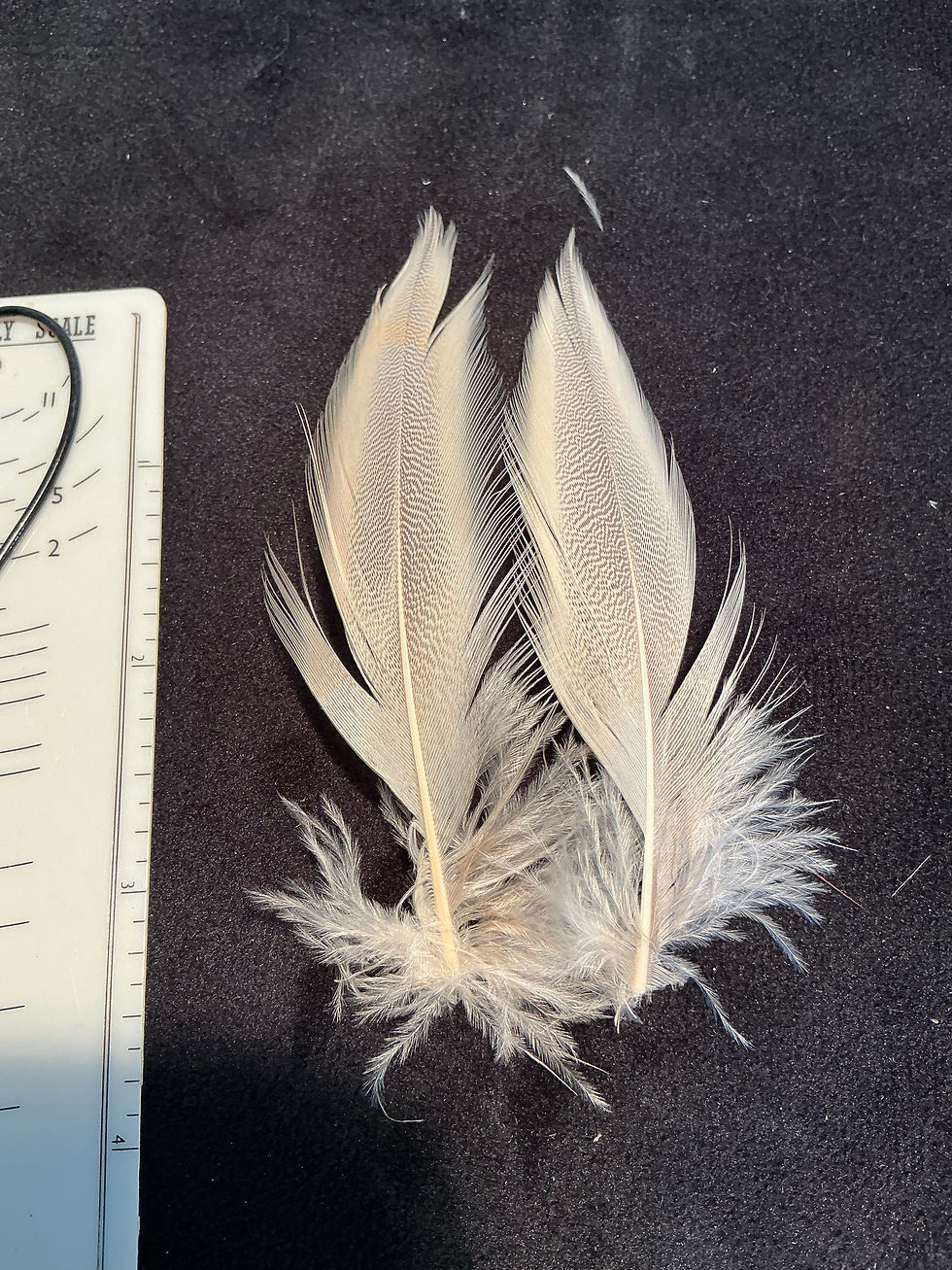 Thumbnail: Premium Pintail Duck feathers