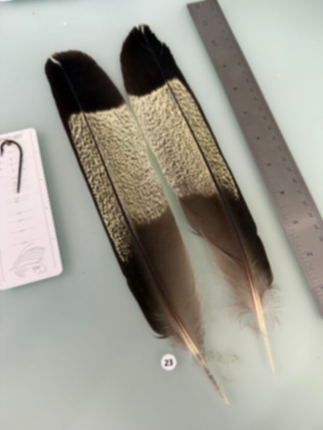 Yellow Tail  Black Cockatoo feathers Lucas Collection #23