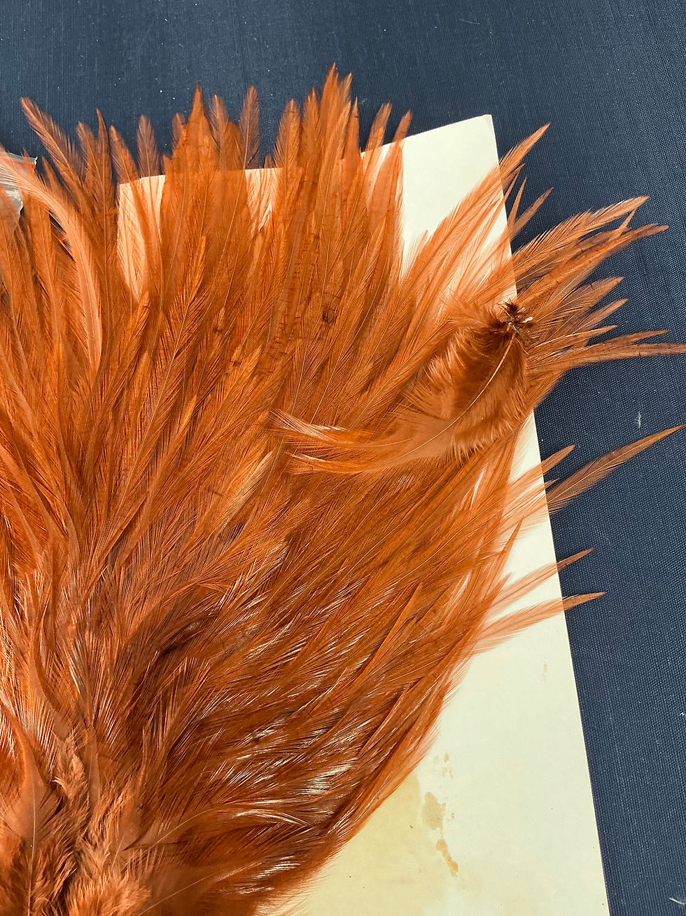 Thumbnail: Vintage Metz Dry Fly Neck Lucas Collection N8