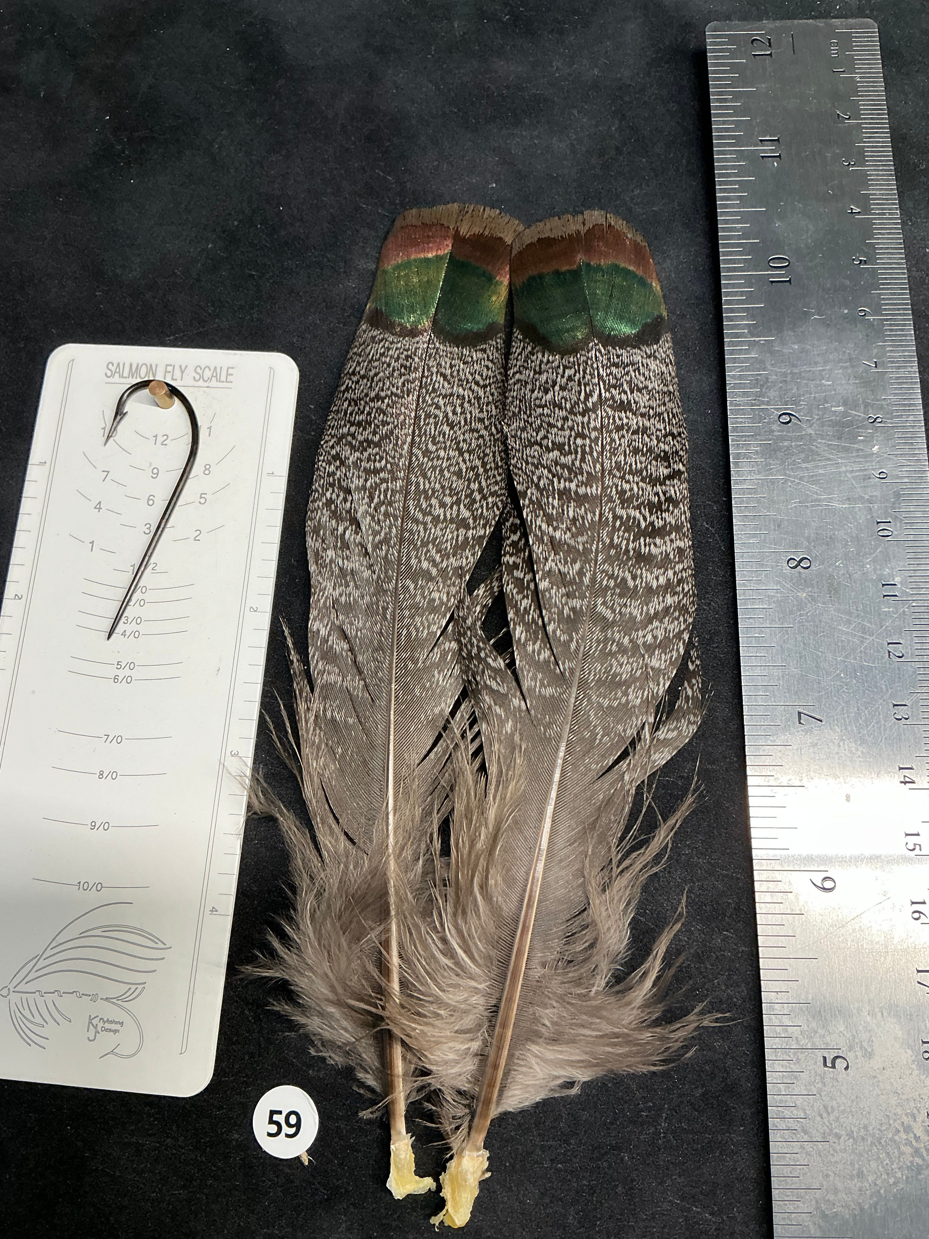 Ocellated Turkey Tail/Tail Covert Feathers #59