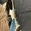 Thumbnail: Eurasian Jay bird skin 2