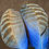 Thumbnail: Florican Bustard dyed Feathers  as shown 8/0+ #83
