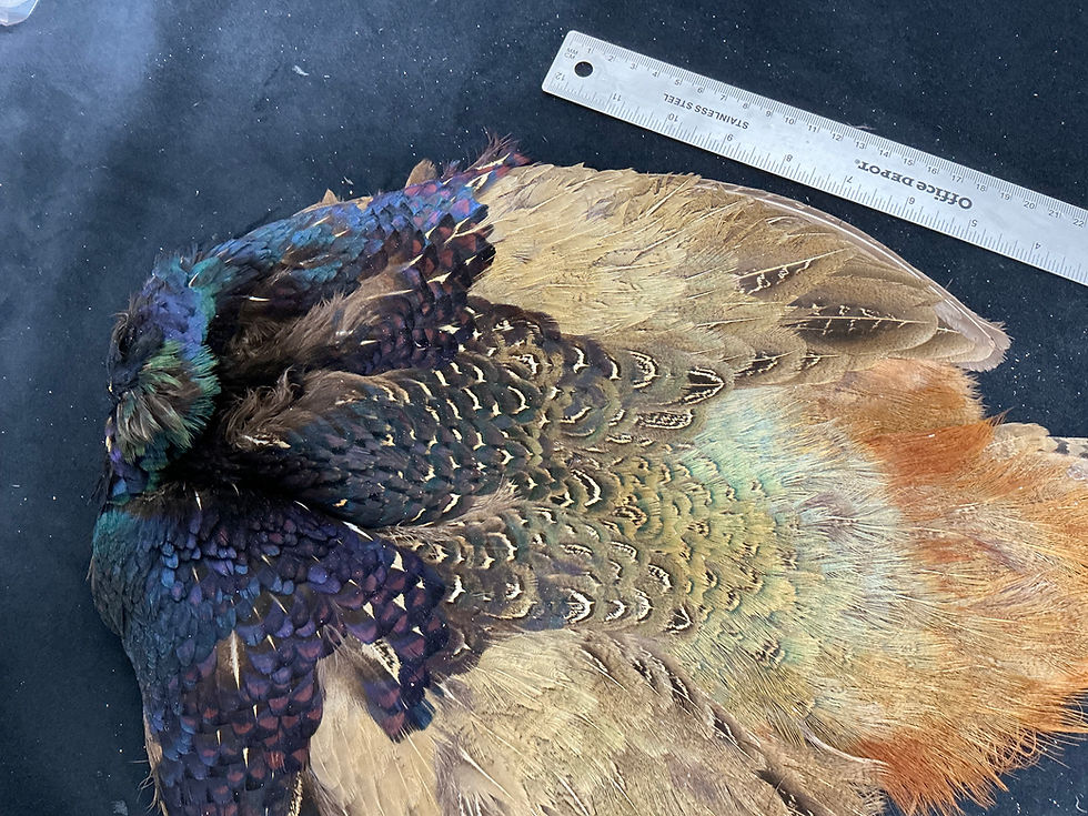 Thumbnail: Black Ring Neck Pheasant bird skin from Ronn Lucas Collection