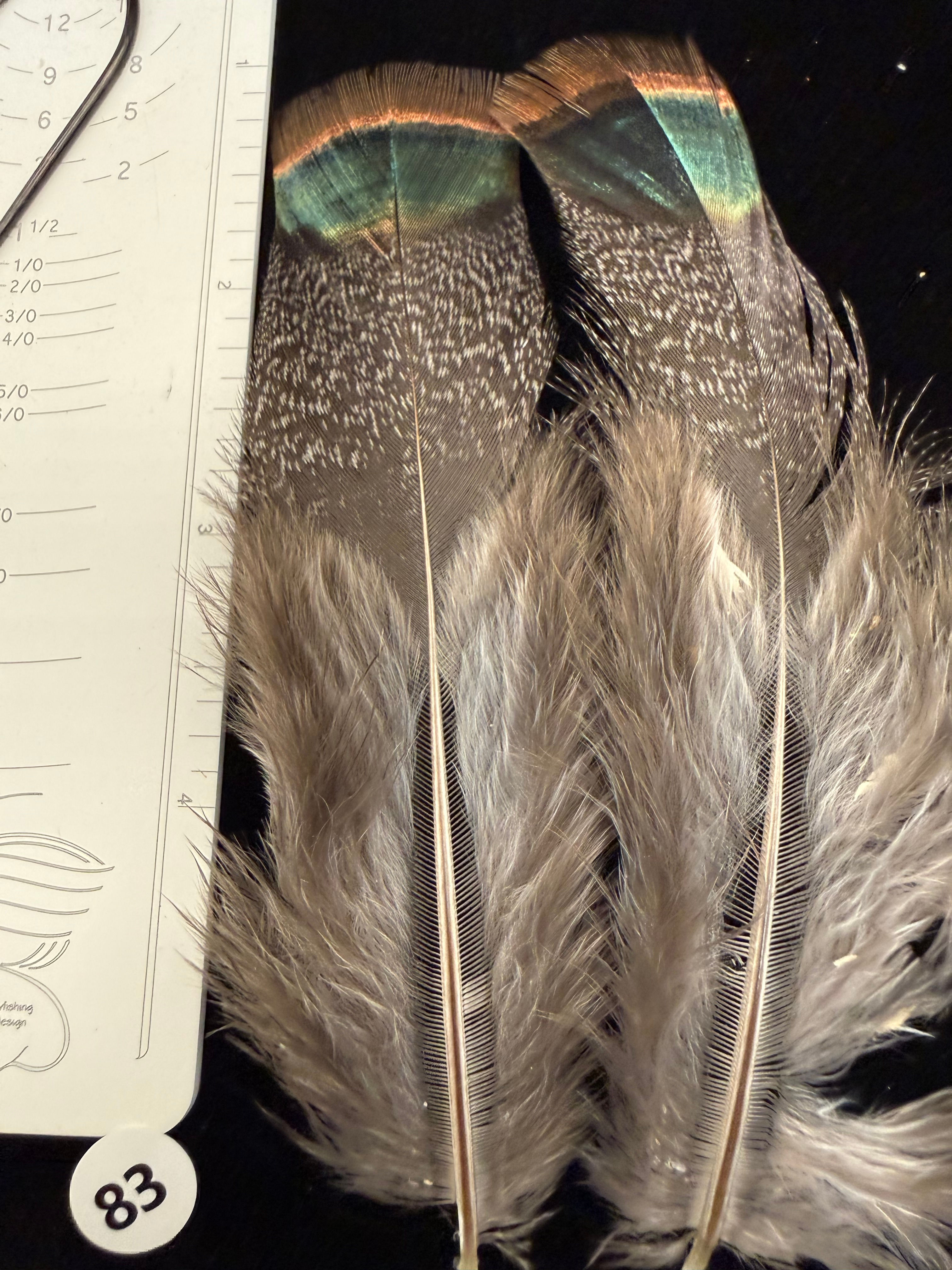 Ocellated Turkey Tail/Tail Covert Feathers #83