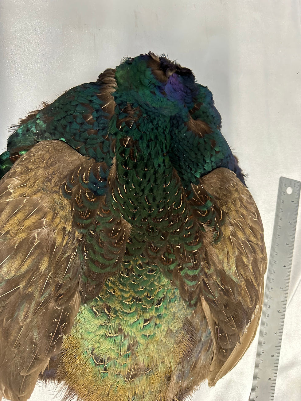 Thumbnail: Black Ring Neck Pheasant bird skin from Ronn Lucas Collection