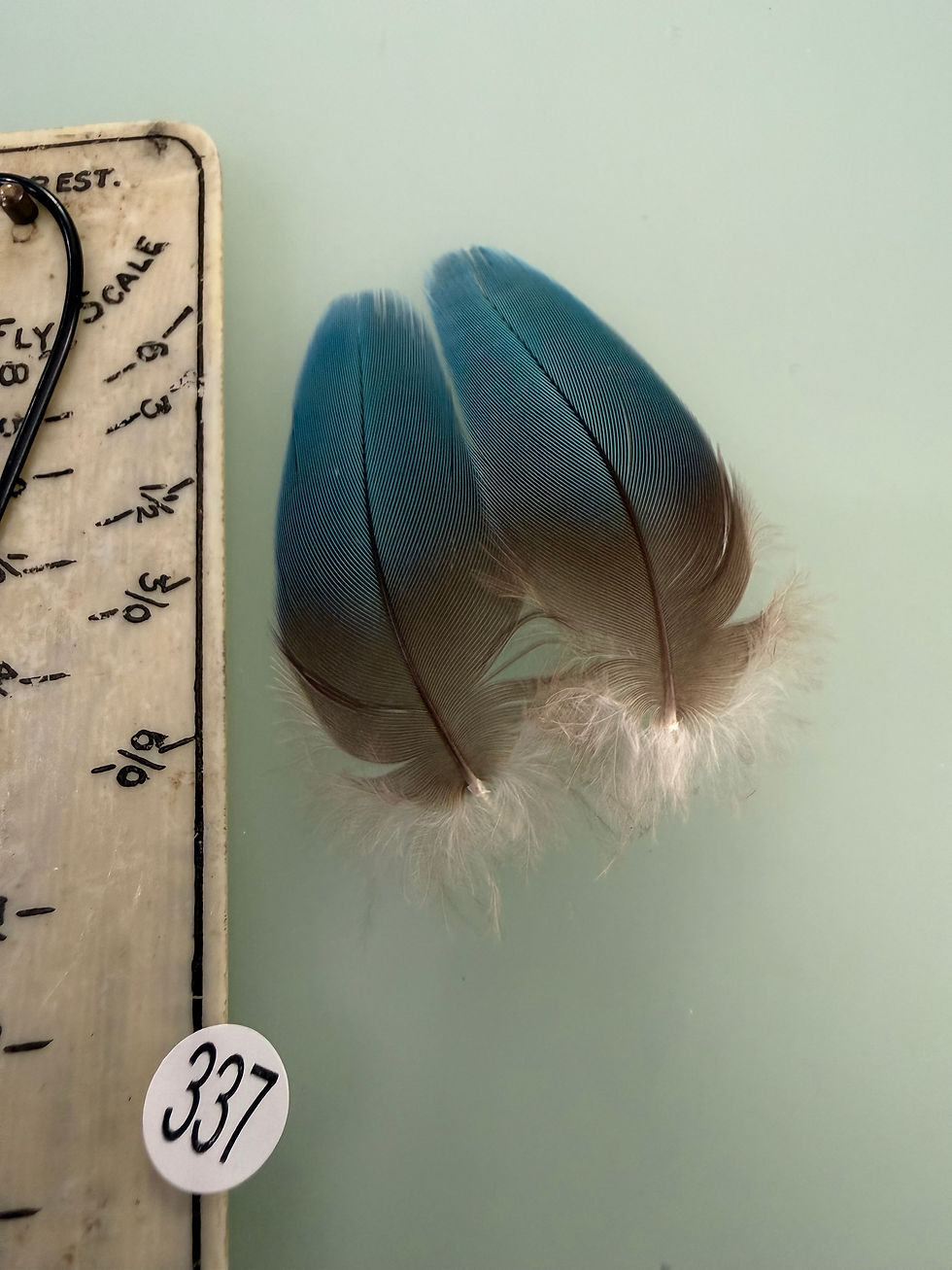 Thumbnail: Matched  Macaw Parrot feathers for  Salmon Flies 330-344