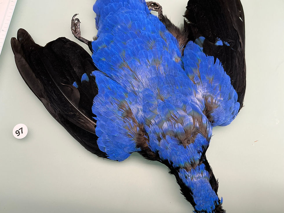 Thumbnail: STUNNING Fairy Bluebird Perfect….