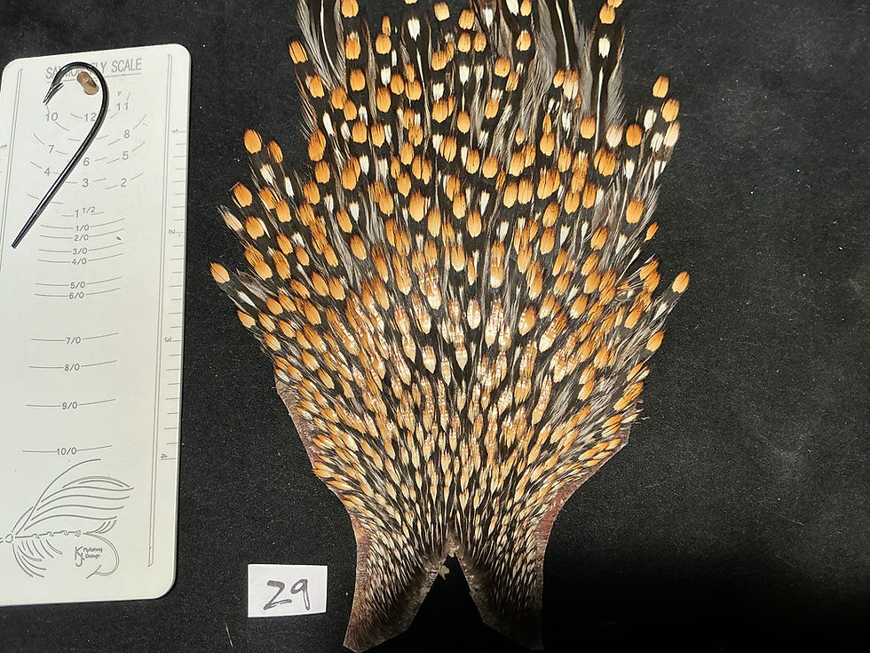 Thumbnail: Jungle Cock from Ronn Lucas Collection Z9