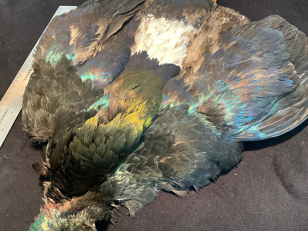 Thumbnail: Monal Impeyan Pheasant bird skin