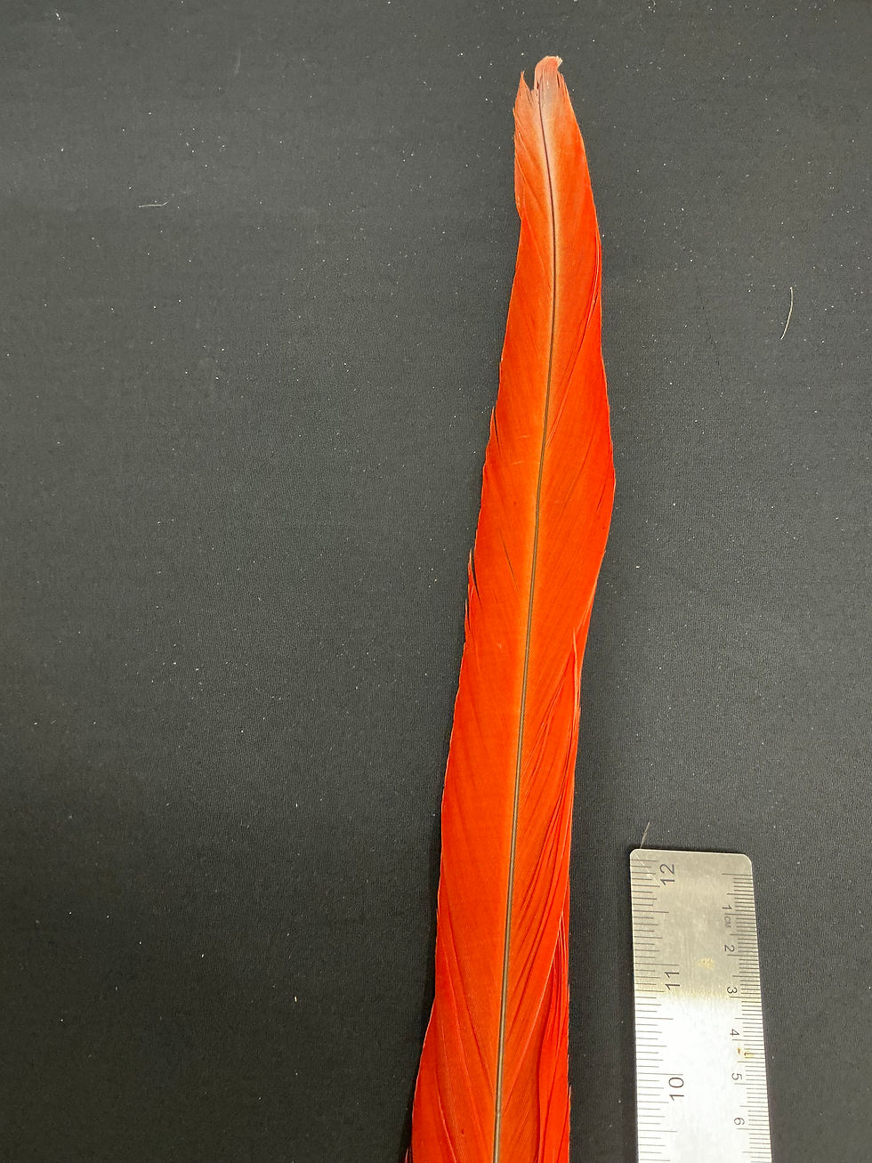 Thumbnail: Macaw tail feathers  24"  B72