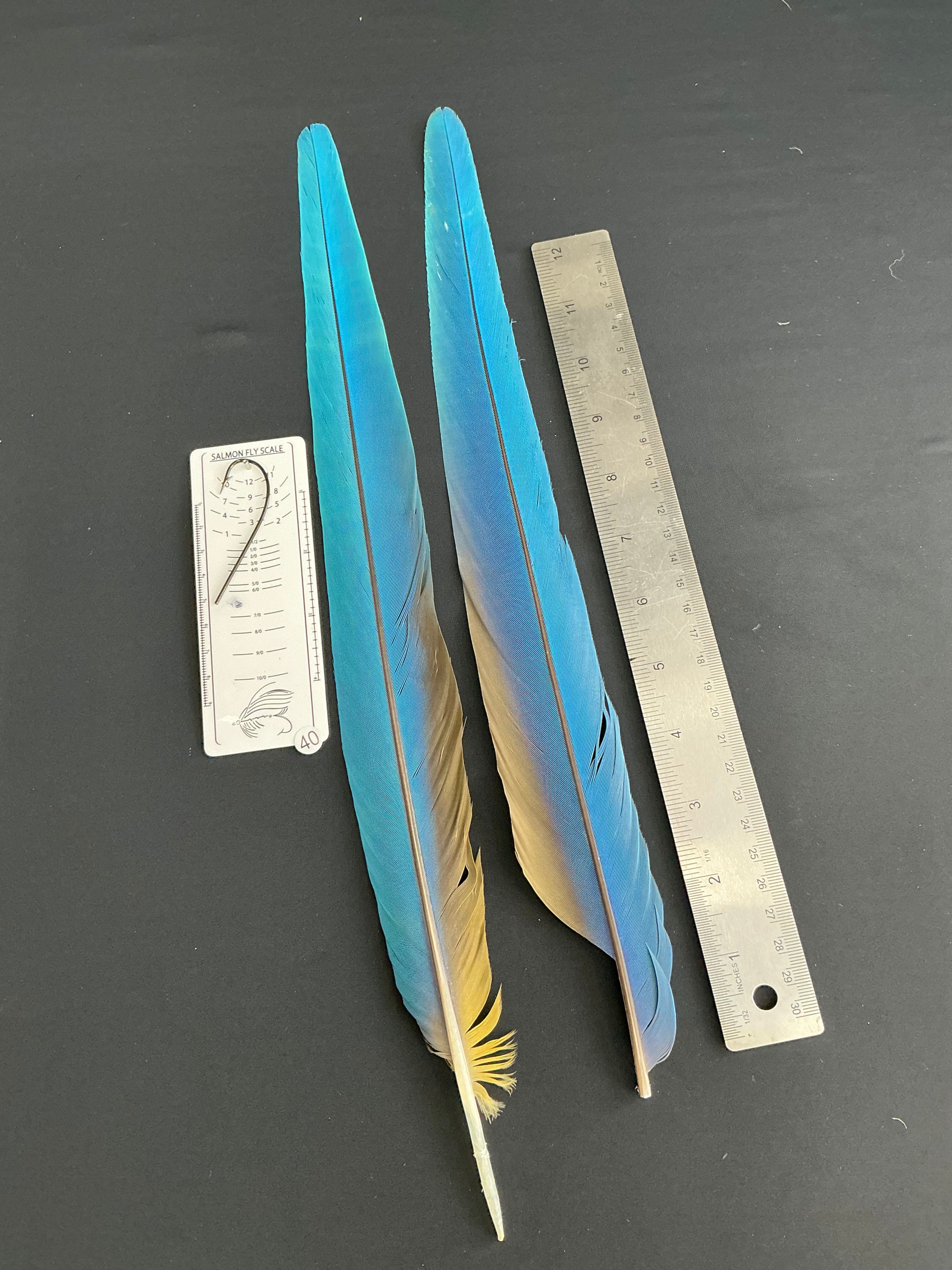 Macaw tail feathers #40