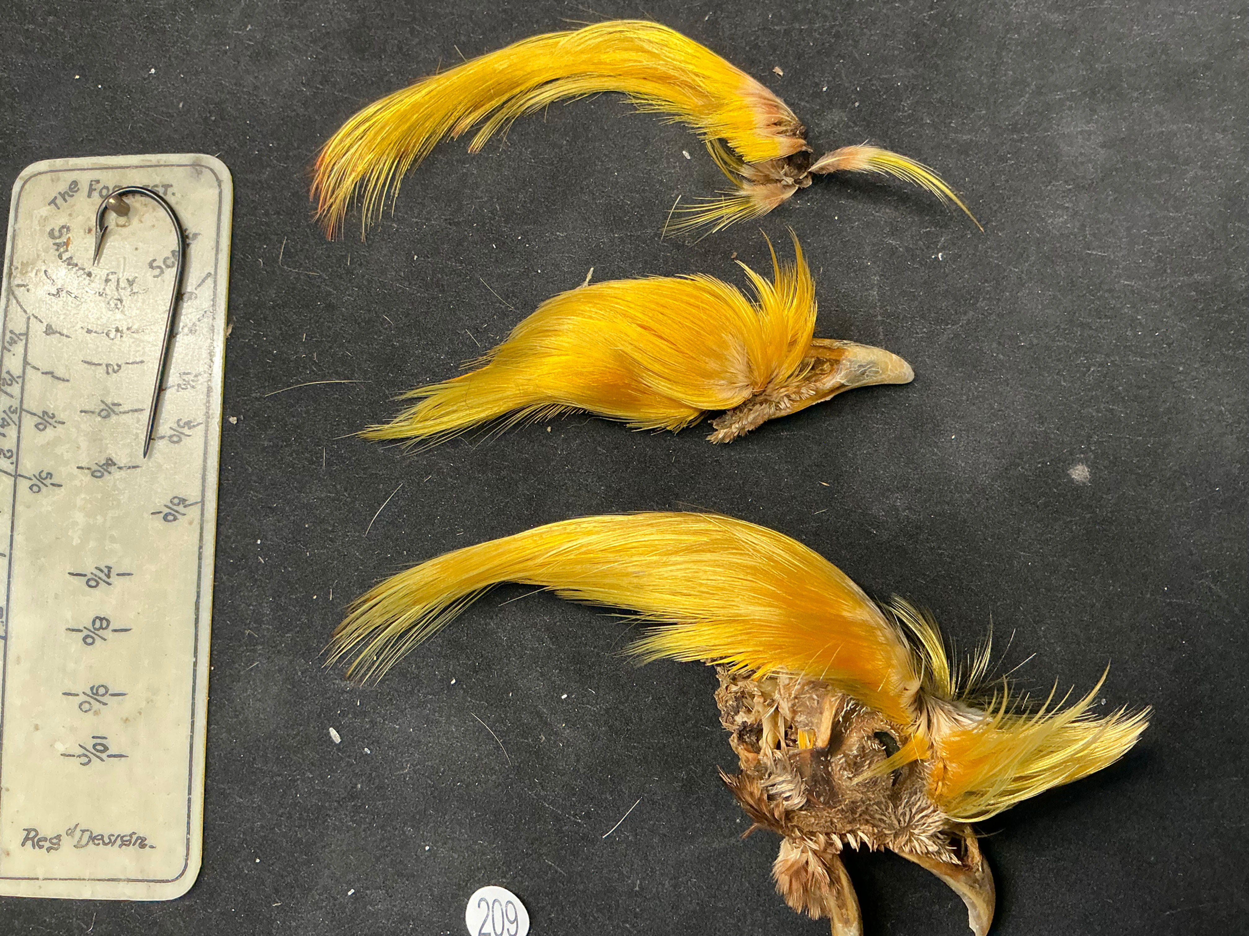 Golden Pheasant Topping lot 209