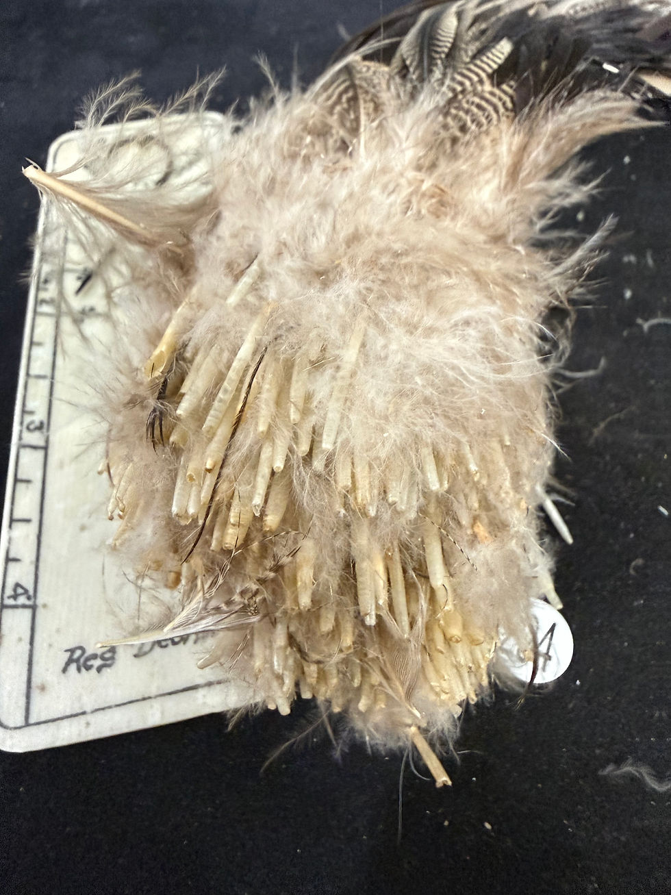 Thumbnail: Vintage Large Clump of  Premium Pintail Drake Duck feathers 294