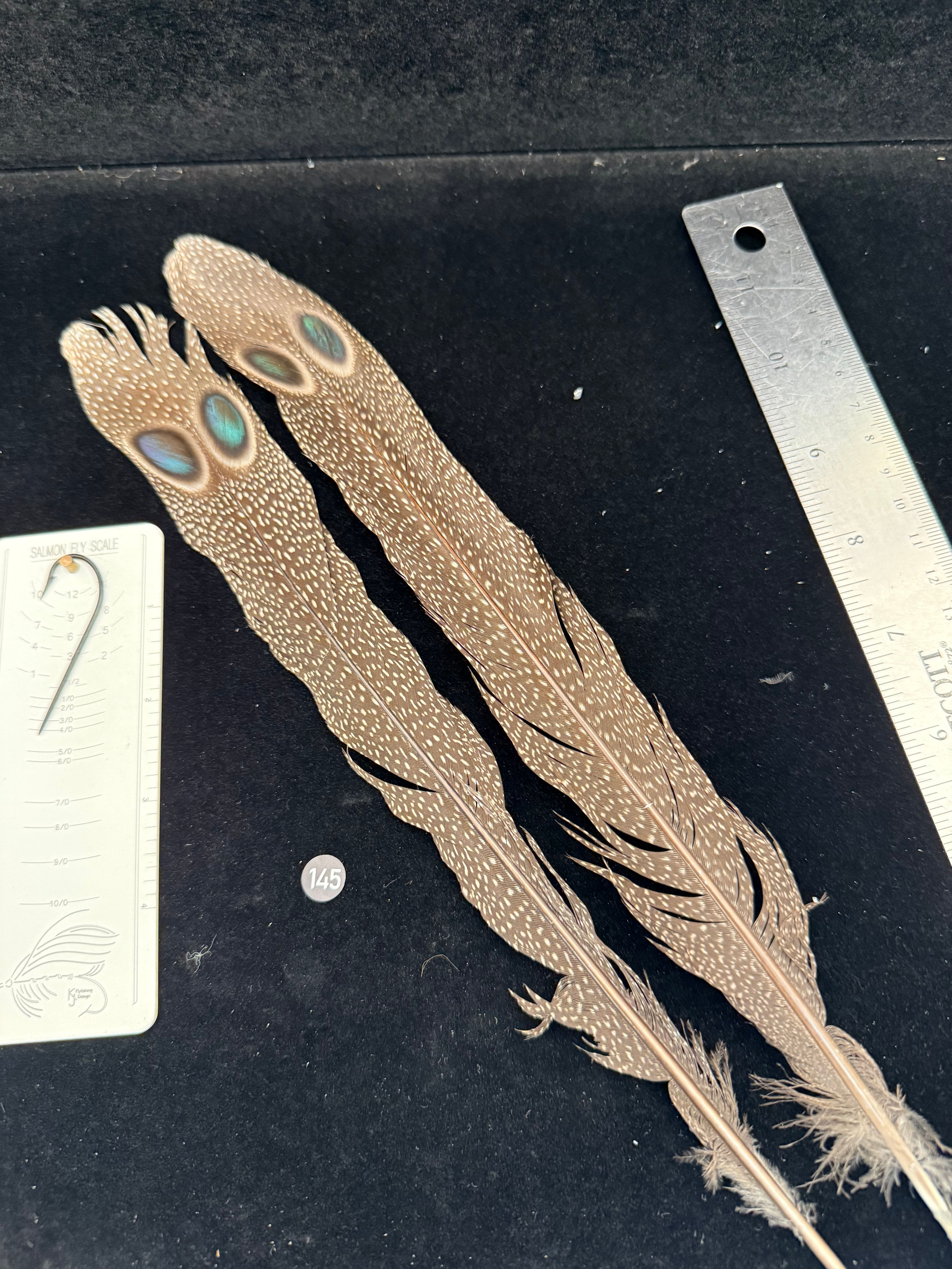 Peacock Pheasant Double Eye Tail Feathers #145