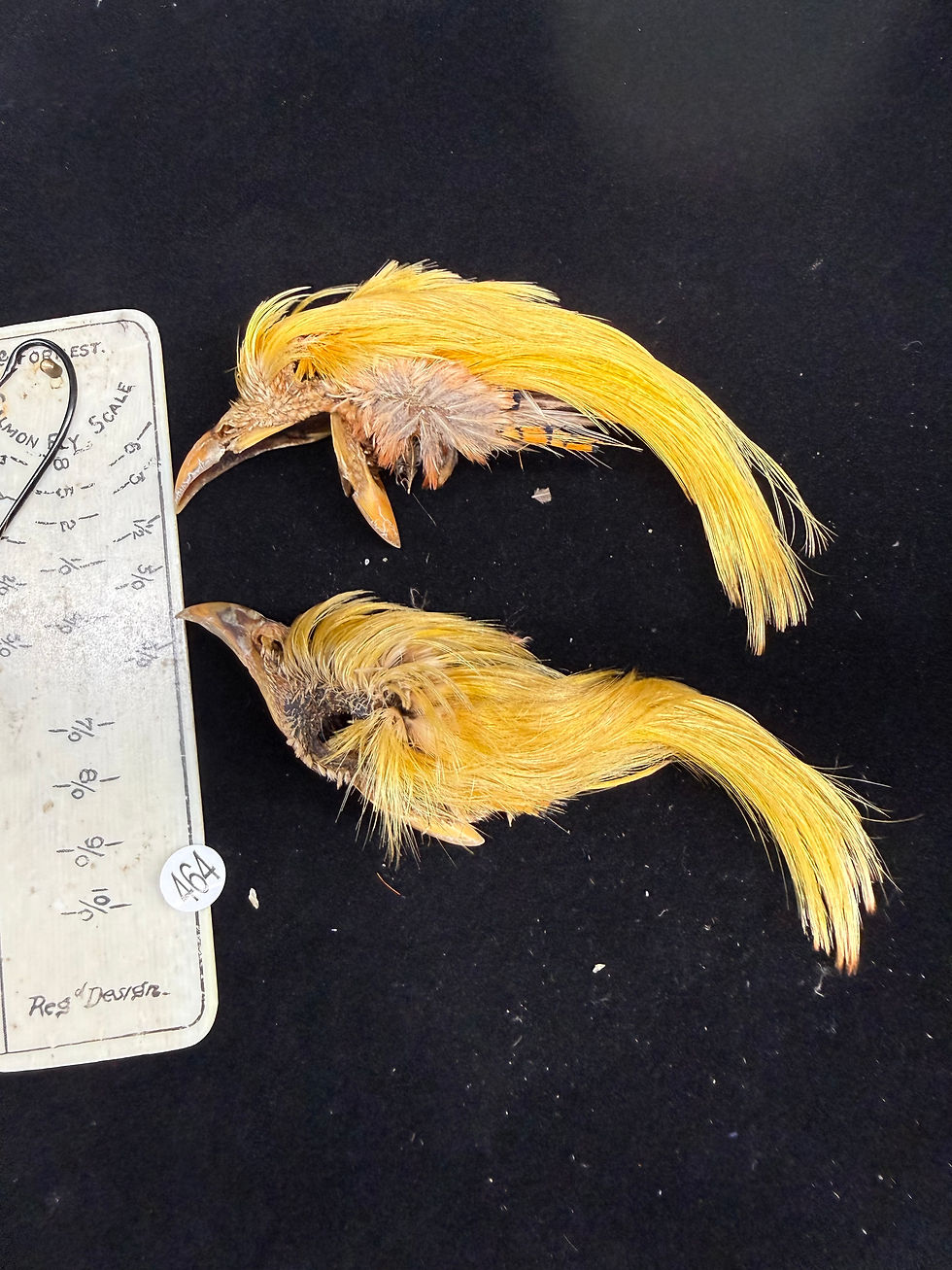Thumbnail: Golden Pheasant Topping lot #456-470