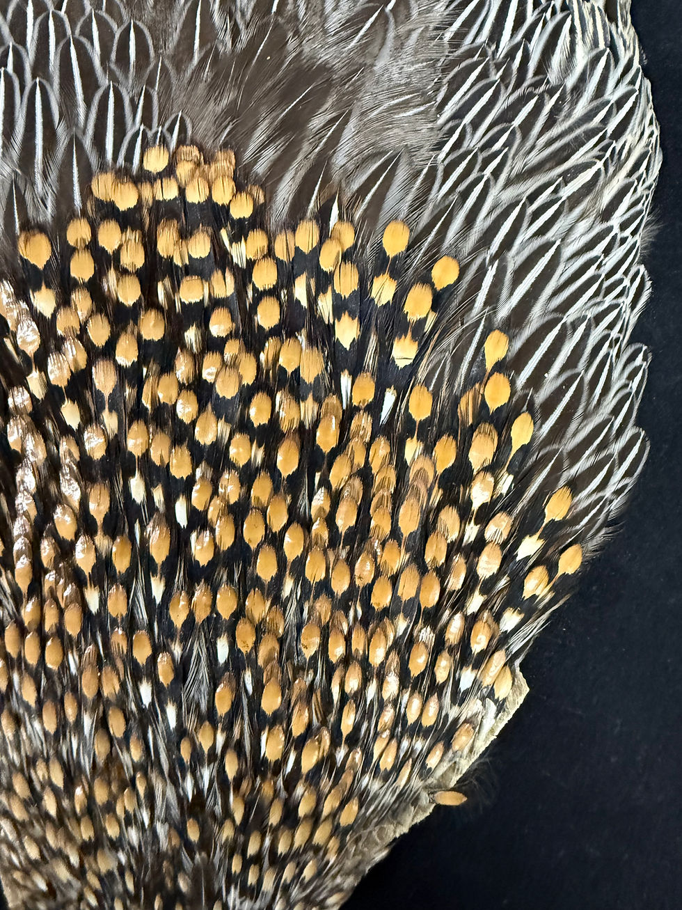 Thumbnail: Jungle Cock from Ronn Lucas Collection 335