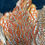Thumbnail: Temminck's Tragopan bird skin from Ronn Lucas Collection 4