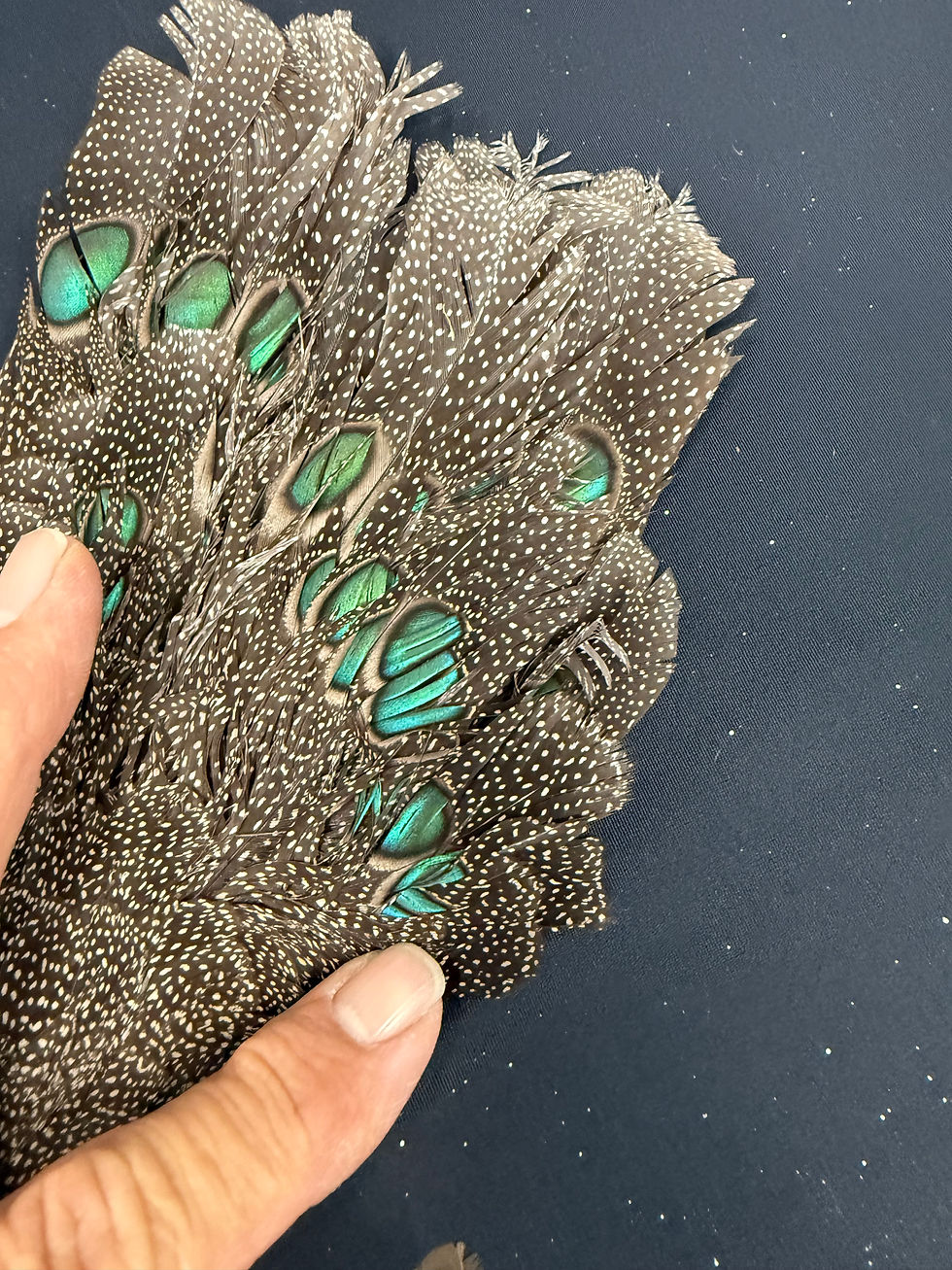 Thumbnail: RARE Germaines Peacock Pheasant Bird skin