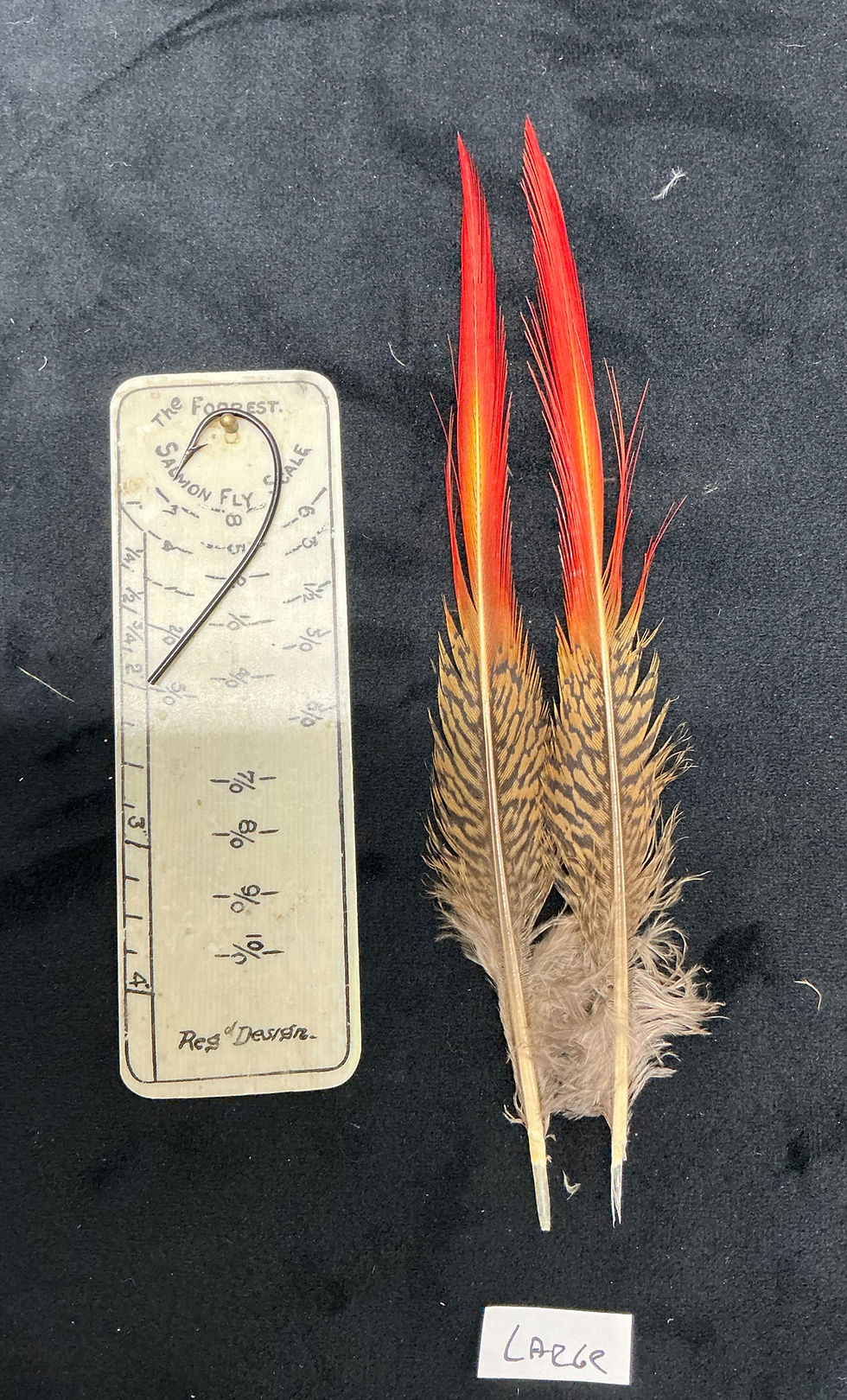 Thumbnail: Golden Pheasant red tail spears