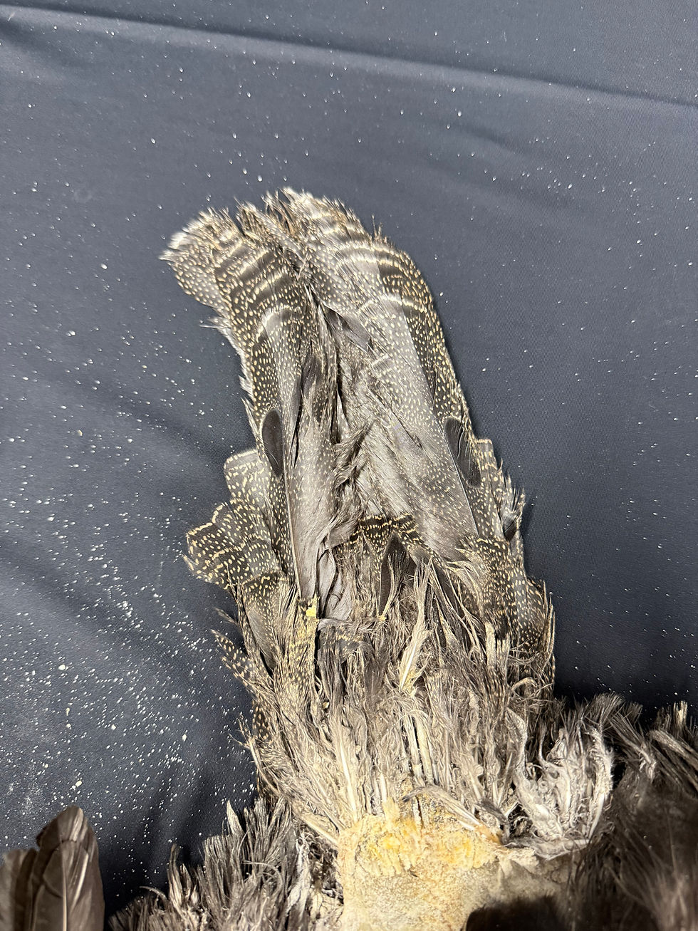 Thumbnail: Palawan Peacock Pheasant Bird skin