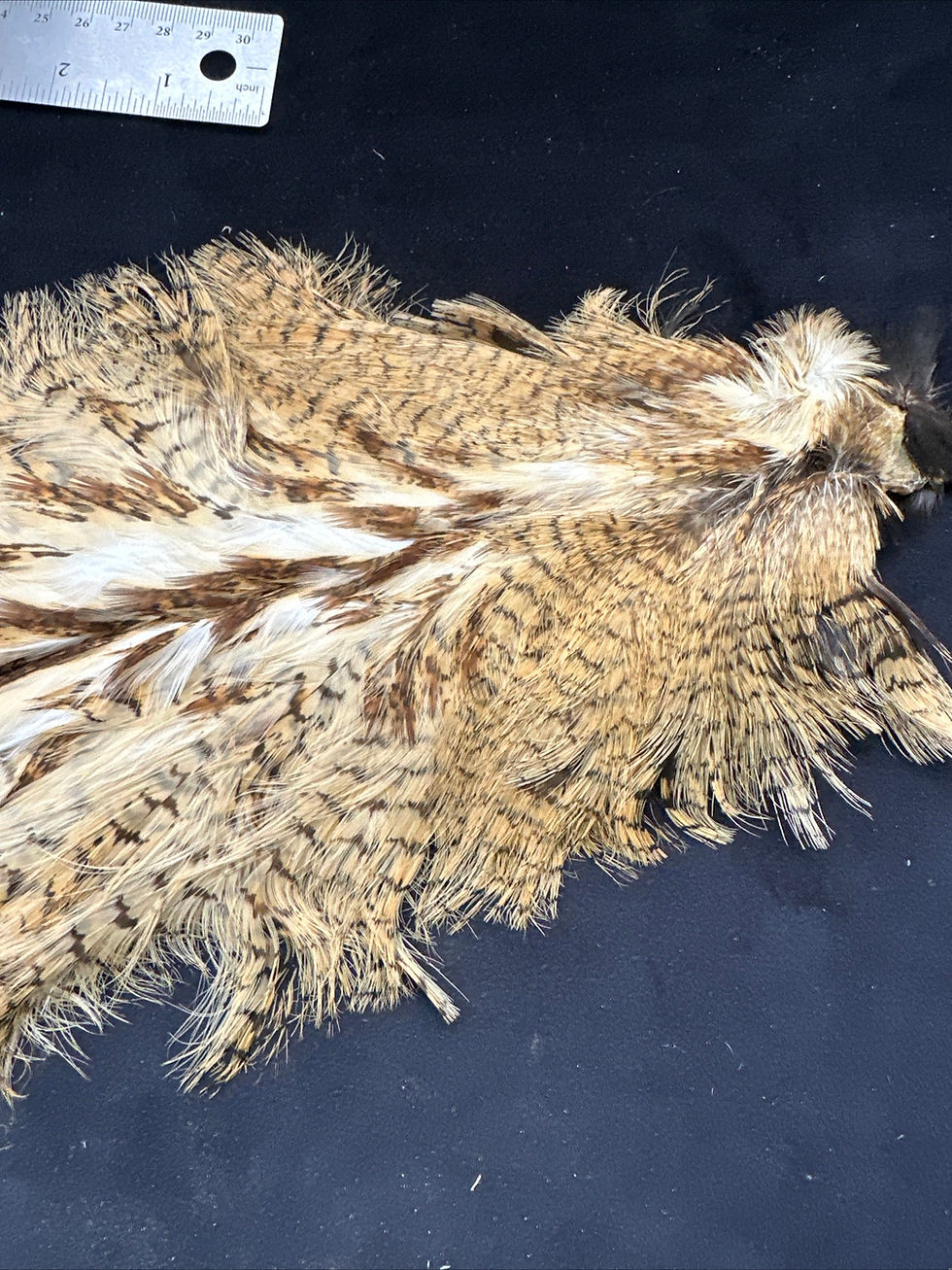 Thumbnail: Eurasian Bittern bird skin from Goggans Collection