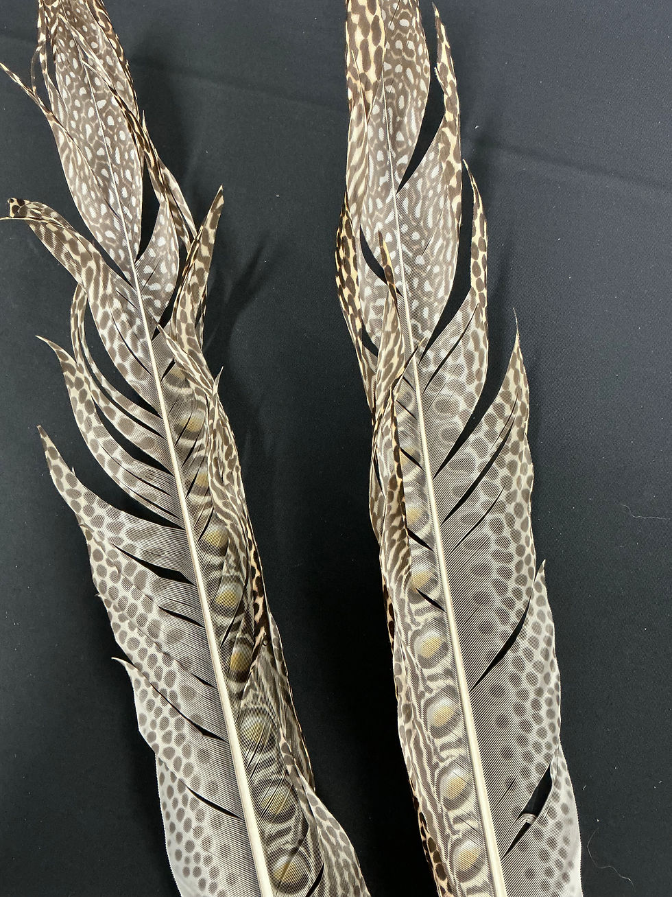Thumbnail: Great Argus Pheasant  Secondary feather pair B74