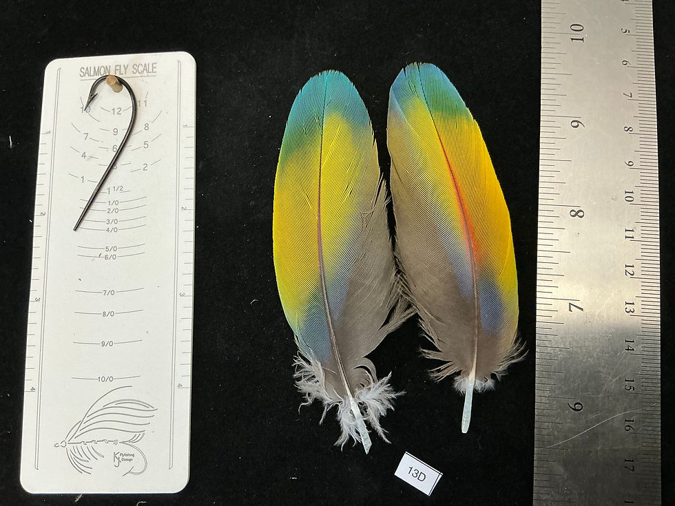 Thumbnail: Matched  parrot feathers for  Salmon Flies 13-13N