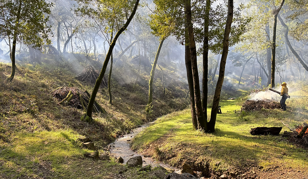 FIRE Foundry burning piles at China Camp State Park