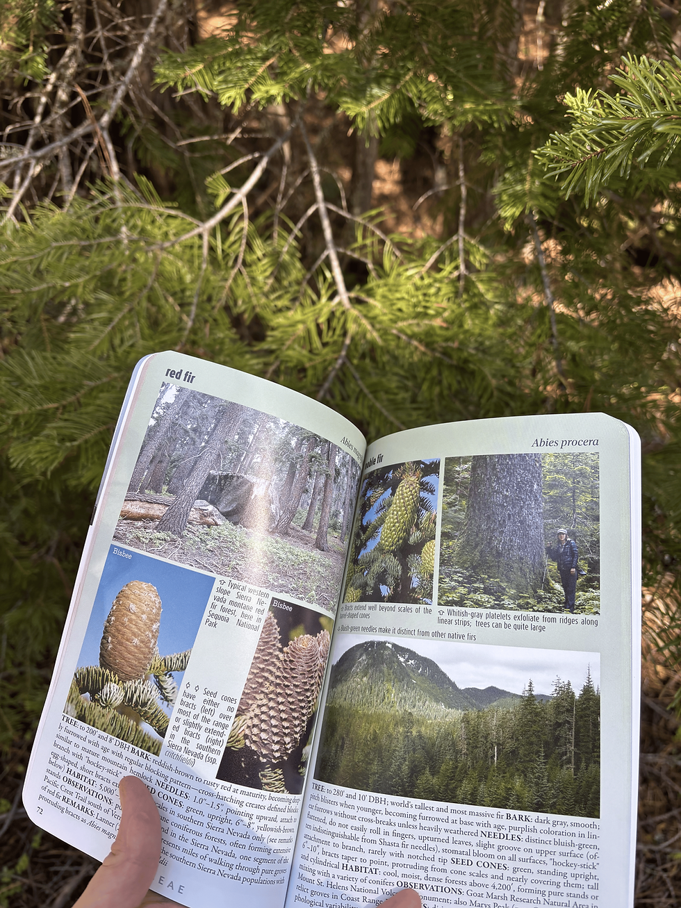In the Company of Conifers: Reflections from my GrizzlyCorps Service Term