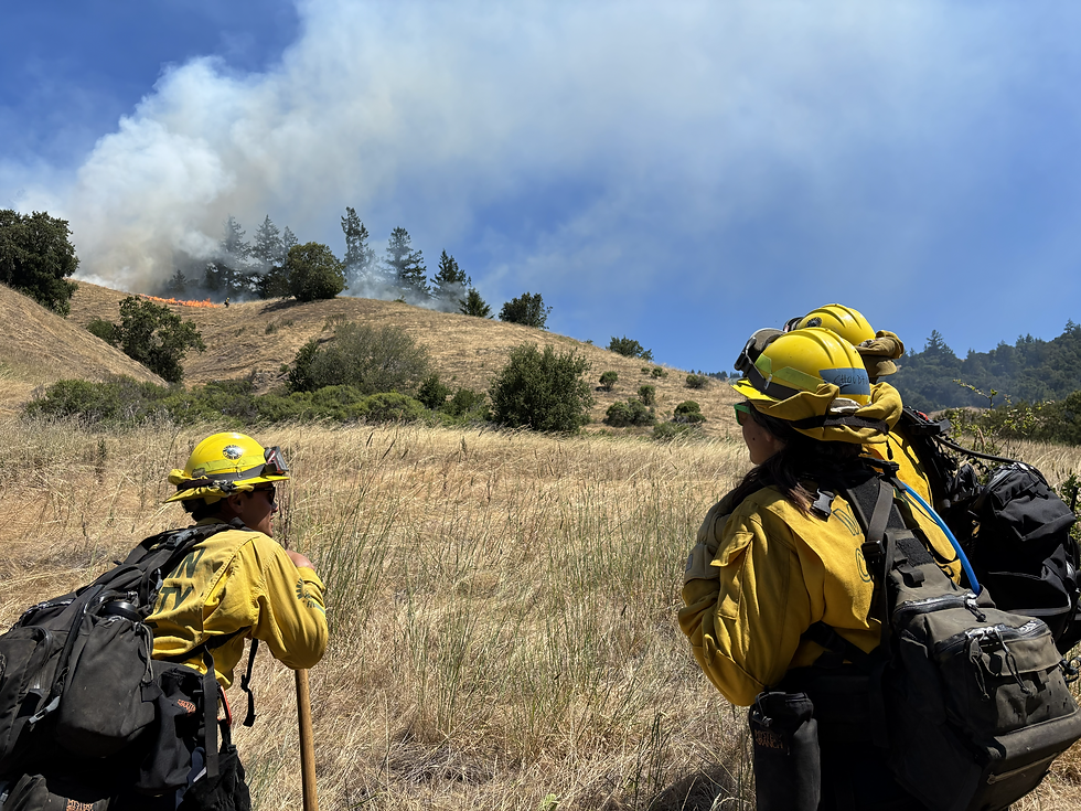 Watching the start of a prescribed burn in Roy’s Redwood Preserve