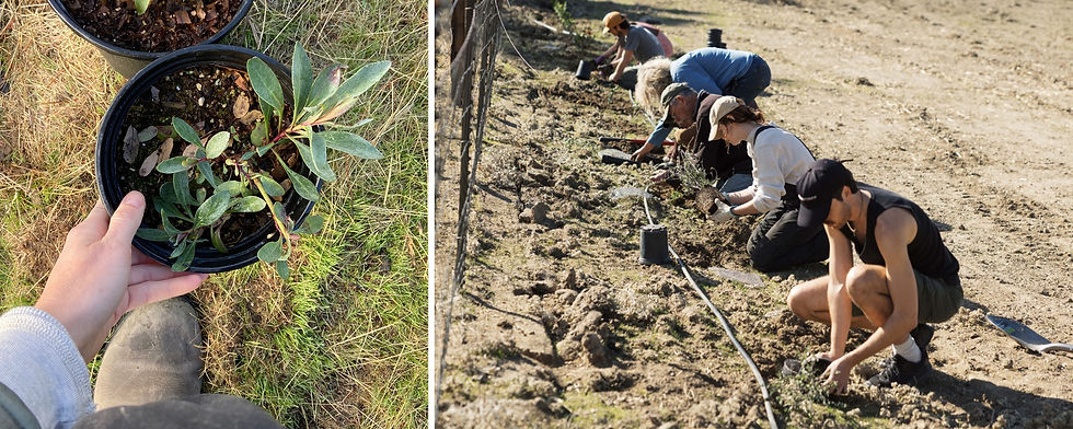 Hedgerow Plantings