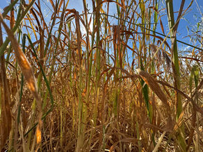 When the Corn Leaves Turn Brown