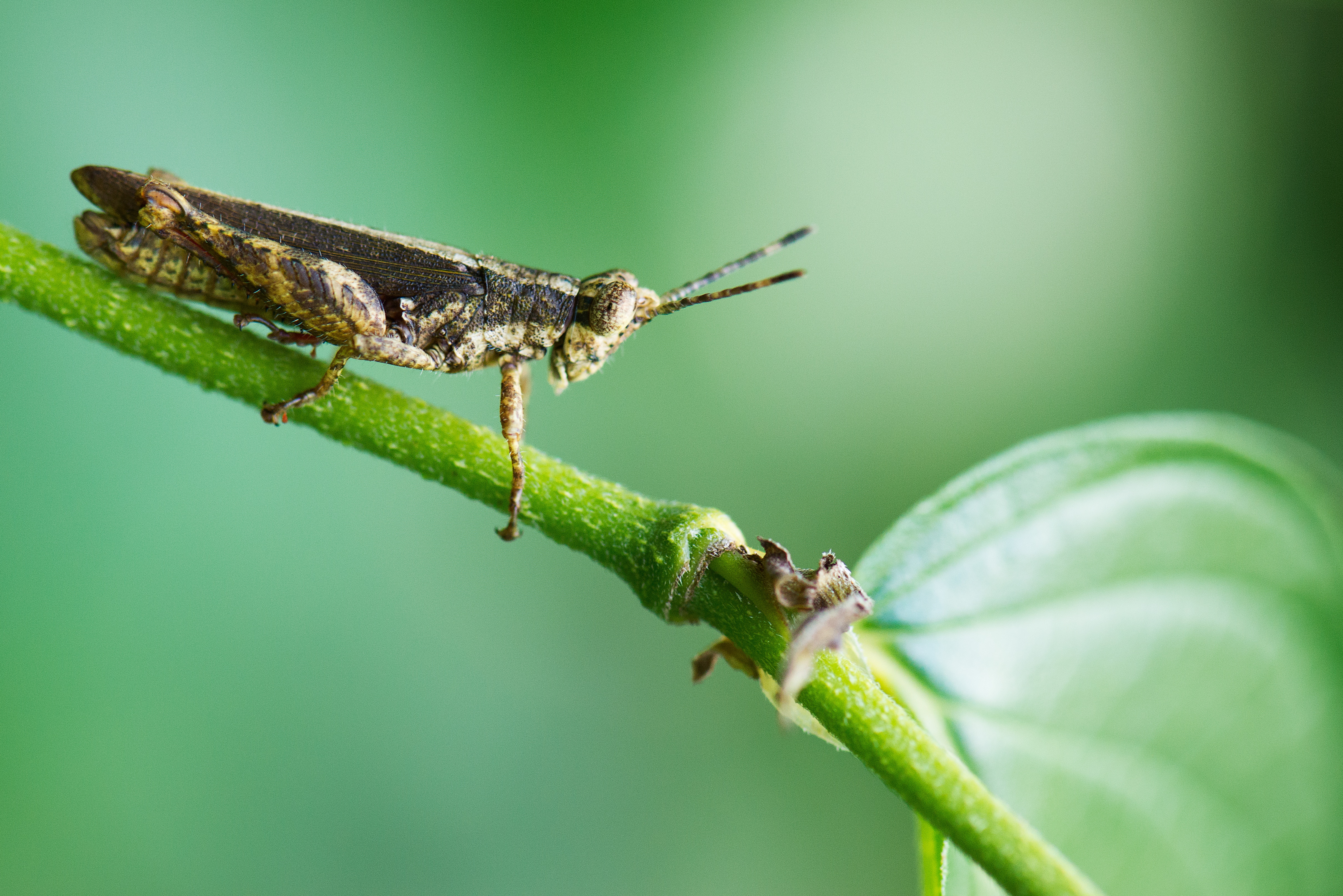 Saltamontes en la planta