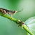 Grasshopper