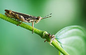 Grasshopper