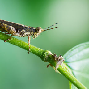 Grasshopper Mind