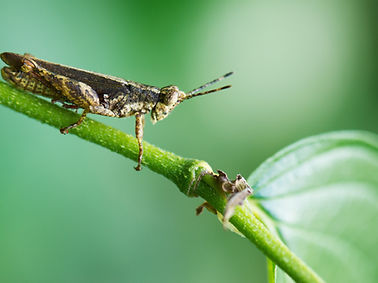 Detect insect species in food and drinks with the Insect Detect App.