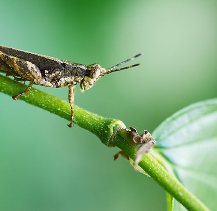 Grasshopper
