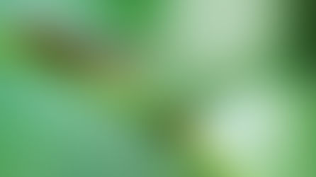 バッタは虫偏に「皇」