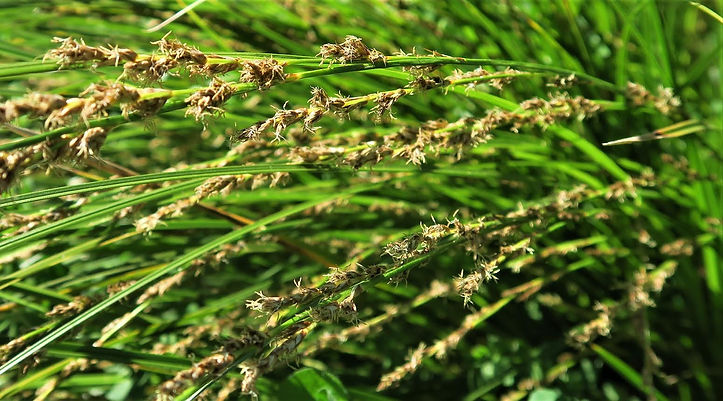 sedge.jpg