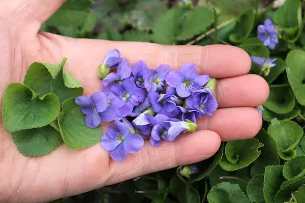 Foraging-Violets