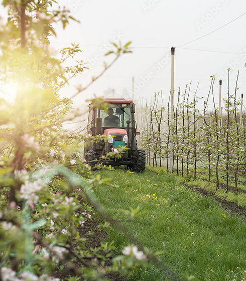 Tractor at apple farm