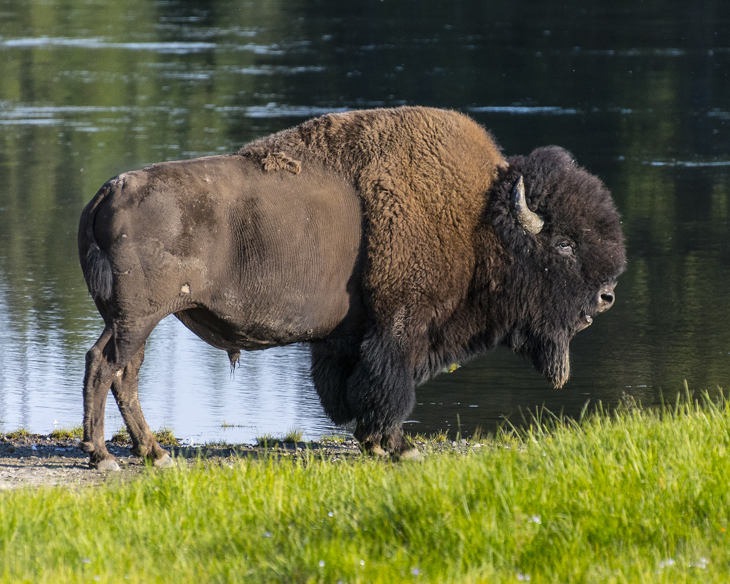 American Bison