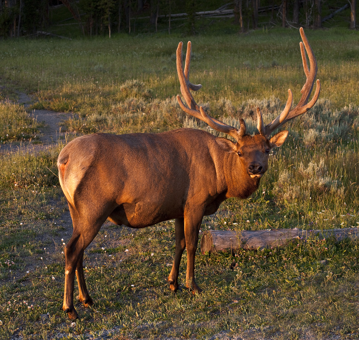 Bull Elk
