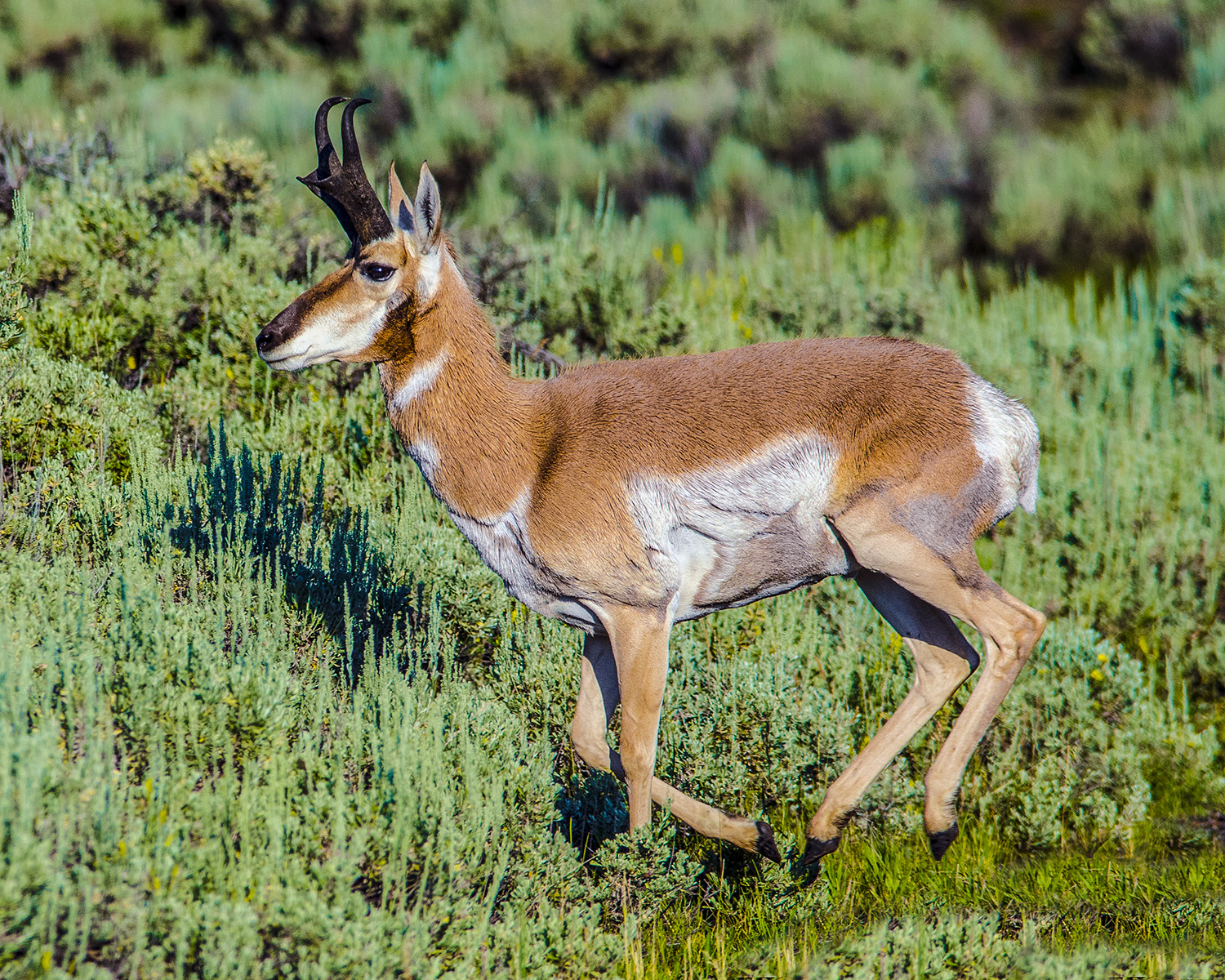 Pronghorn